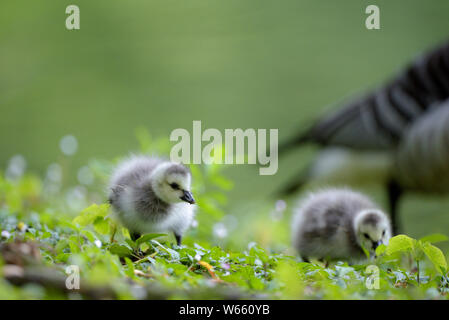 Barnacle Goose, pulcini, maggio, Bottrop, la zona della Ruhr, Renania settentrionale-Vestfalia, Germania (Branta leucopsis) Foto Stock