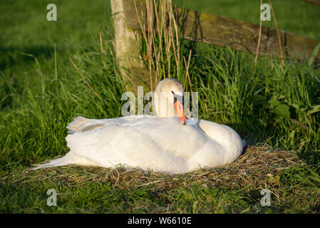 Cigno, femmina al nido, maggio, Gelderland, Paesi Bassi, (Cygnus olor) Foto Stock