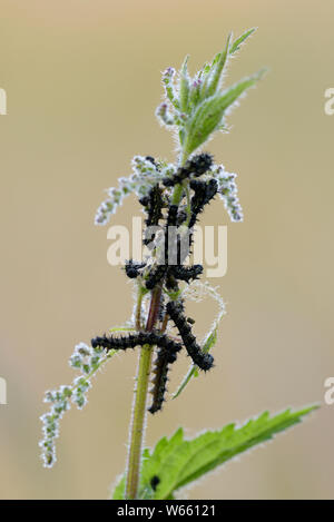 Unione Peacock, Caterpillar, giugno, di Eggstaett, in Baviera, Germania (Inachis io) Foto Stock