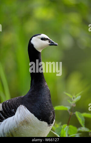 Barnacle Goose, adulto, ritratto, maggio, Bottrop, la zona della Ruhr, Renania settentrionale-Vestfalia, Germania (Branta leucopsis) Foto Stock