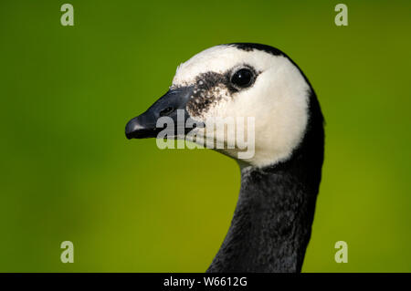 Barnacle Goose, adulto, ritratto, maggio, Bottrop, la zona della Ruhr, Renania settentrionale-Vestfalia, Germania (Branta leucopsis) Foto Stock