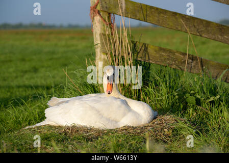 Cigno, femmina al nido, maggio, Gelderland, Paesi Bassi, (Cygnus olor) Foto Stock