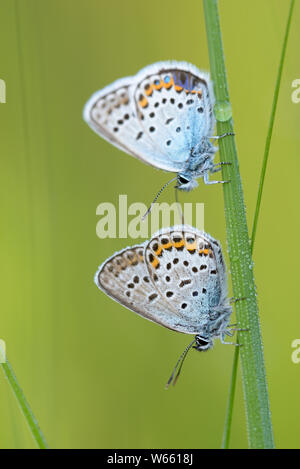 Argento-Blu chiodati, luglio, Grassau, in Baviera, Germania (Plebejus argus) Foto Stock