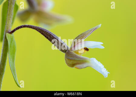 Elleborina palustre, blossom, luglio, Grassau, in Baviera, Germania (Bergonii palustris) Foto Stock