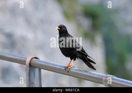 Gracchio alpino, luglio, Wendelstein, in Baviera, Germania (Pyrrhocorax graculus) Foto Stock