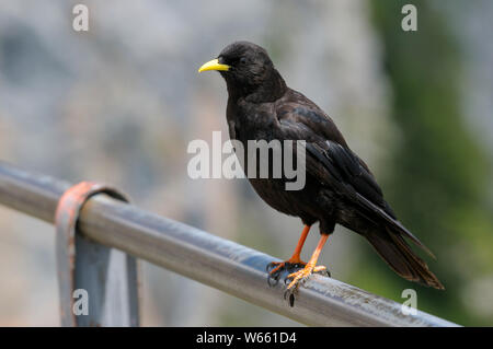 Gracchio alpino, luglio, Wendelstein, in Baviera, Germania (Pyrrhocorax graculus) Foto Stock