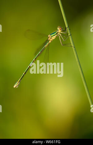 Damselfly smeraldo, femmina, luglio, Grassau, in Baviera, Germania (Lestes sponsa) Foto Stock