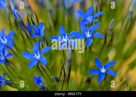 La molla genziana, fioriture, luglio, in Baviera, Germania (Gentiana verna) Foto Stock