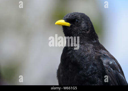 Gracchio alpino, ritratto, luglio, Wendelstein, in Baviera, Germania (Pyrrhocorax graculus) Foto Stock