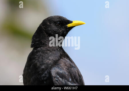 Gracchio alpino, ritratto, luglio, Wendelstein, in Baviera, Germania (Pyrrhocorax graculus) Foto Stock