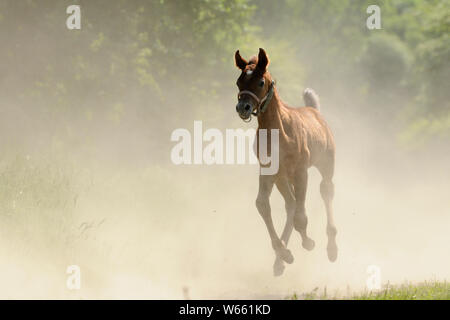 Arabian Horse, al galoppo puledro in polvere Foto Stock