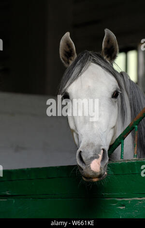 Gray Arabian Horse mare guarda fuori del suo box Foto Stock