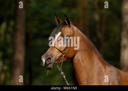 Brown Arabian Horse mare con Showholster Foto Stock