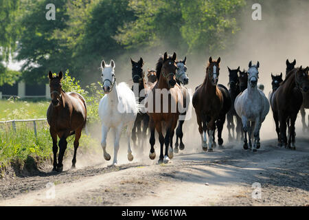 Arabian Horse e Anglo-Arab cavallo, mares mandria sulla strada per il pascolo Foto Stock