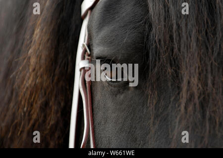 Frisone cavallo, stallone, occhio Foto Stock