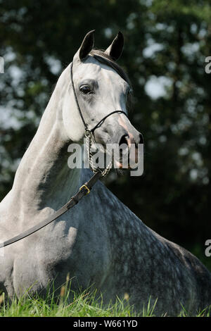 Gray Arabian Horse mare con Showholster Foto Stock