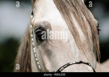 Arabian Horse, primo piano della testa Foto Stock