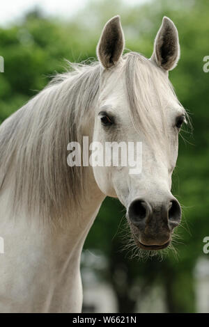 Gray Arabian Horse mare Foto Stock