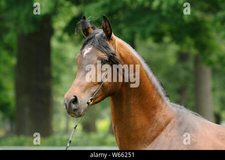 Brown Arabian Horse, stallone con showholster Foto Stock