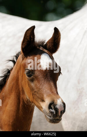 Arabian Horse, Ritratto di un puledro marrone Foto Stock