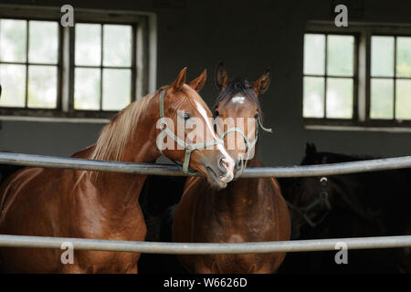 Arabian Horse, due giovani stalloni guardando fuori da aprire stabile Foto Stock