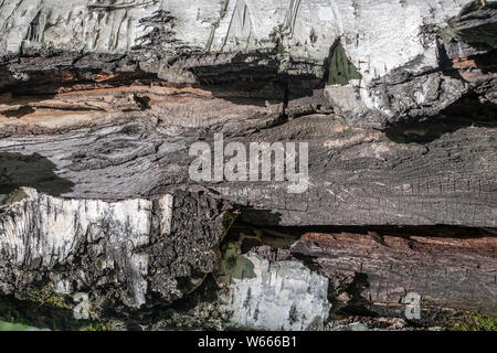 La texture sul tronco di un vecchio betulla strappata con corteccia e legno incrinato. Illuminata dal sole, con ombre. Foto Stock