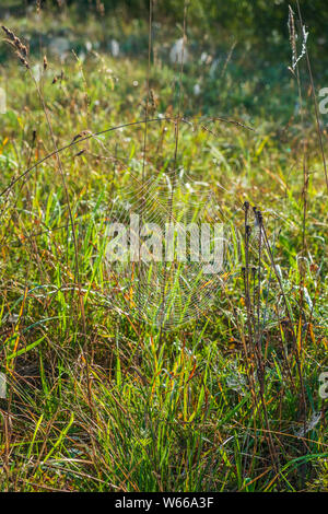 Ragnatela in erba uno mattina con la rugiada Foto Stock