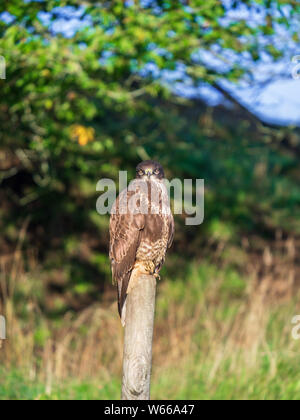 Gli uccelli di preda seduto su un palo di legno e guardando nella telecamera Foto Stock