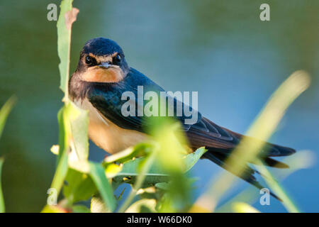 Close up di un fienile swallow (Hirundo rustica) Foto Stock