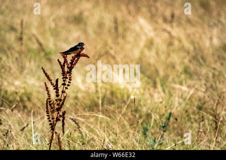 Barn swallow (Hirundo rustica) in un campo Foto Stock