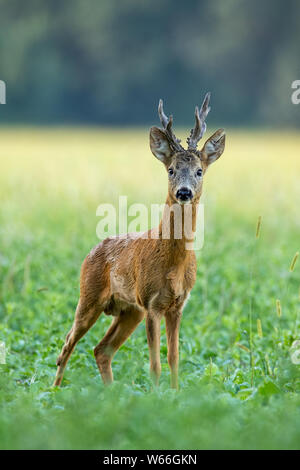 In estate, un robusto fallo di caprioli con grandi antlers che si affacciano sulla telecamera sul campo verde Foto Stock