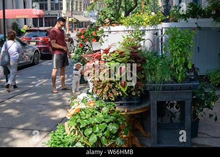 Lo sniffing del cane fiori Foto Stock