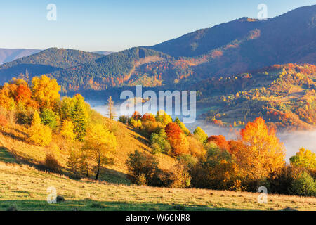 Paesaggio di montagne di mattina. erbosi pendii rurale con i campi e gli alberi in autunno il fogliame. autunno magnifico paesaggio con la nebbia in valle. Foto Stock