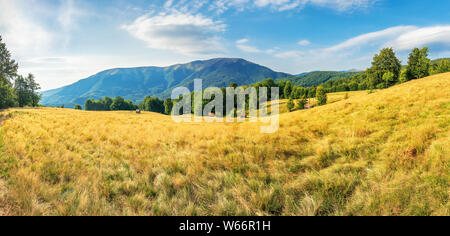 Bella tarda estate del paesaggio di montagna. panorama con faggi sul prato erboso. ridge in distanza sotto un cielo di nuvole Foto Stock