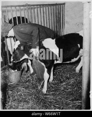 Lancaster County, Pennsylvania. I bambini Amish sono addestrati nei primi anni di vita per eseguire molti utili tas . . .; Portata e contenuto: Full didascalia recita come segue: Lancaster County, Pennsylvania. I bambini Amish sono addestrati nei primi anni di vita per eseguire molte attività utili intorno alla fattoria. Bambini piccoli sono talvolta data la proprietà degli animali giovani in modo che essi possono aumentare il loro per il mercato. Il denaro che ricevono dalla vendita di questi animali è investito per loro dai loro genitori. Foto Stock