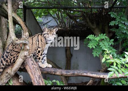 Il leopardo nuvola in un animale centro di salvataggio Foto Stock