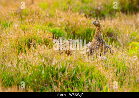 Red Grouse, (nome scientifico: Lagopus lagopus) coppia di allevamento di Red Grouse in estate come il heather è circa di Bloom. Paesaggio. Spazio per la copia Foto Stock