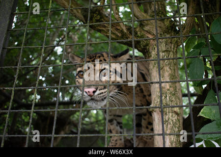 Il leopardo nuvola in un animale centro di salvataggio Foto Stock