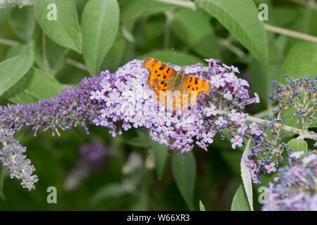Singola virgola butterfly, Polygonia c-album, alimentando il fiore Buddleia, REGNO UNITO Foto Stock
