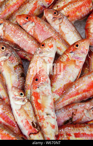 Mazzetto di triglie pesci su ghiaccio al mercato del pesce xlose fino Foto Stock