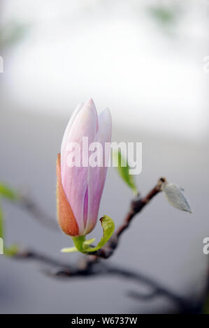 La luce rosa magnolia fiore contro il cielo mattutino Foto Stock