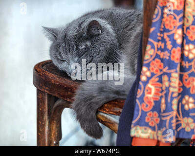 Pelo grigio gatto adulto su una vecchia sedia Foto Stock