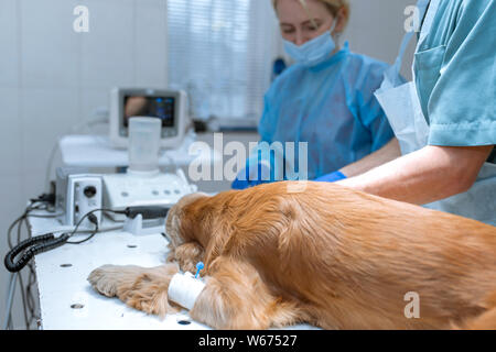 Un cane con un catetere nella sua zampa è sdraiato sul tavolo operatorio in una clinica veterinaria. Un Cocker Spaniel cane è in attesa di un intervento chirurgico. Un veterinario è un Foto Stock