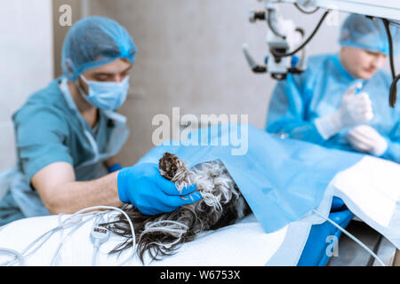 Un professionista oculista esegue chirurgia oculare con un microscopio. L'anestesista controlla l'anestesia e la condizione del cane assortiti Foto Stock