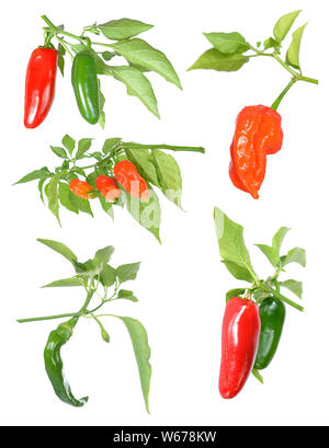 Jalapeno e bhut jolokia Pepe isolato su sfondo bianco Foto Stock