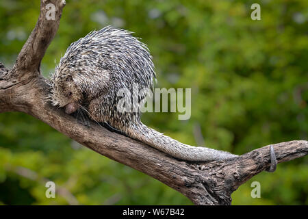 Coda prensile (istrice prehensilis Coendou) su un ramo di albero, corpo pieno Foto Stock