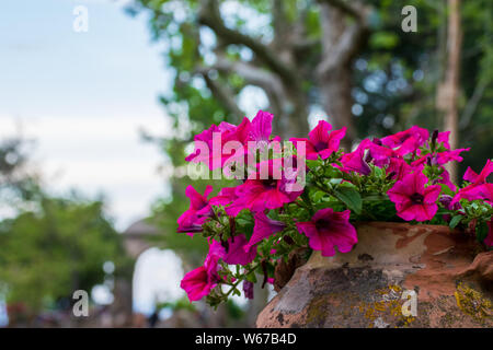 Bella la petunia dal giardino di Villa Cimbrone, villaggio di Ravello, Amalfi Coast di Italia Foto Stock