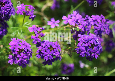 Bella viola antichità Cosmos fiori nel giardino Foto Stock