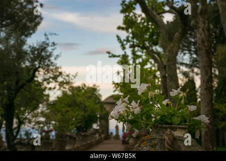 Bella la petunia dal giardino di Villa Cimbrone, villaggio di Ravello, Amalfi Coast di Italia Foto Stock