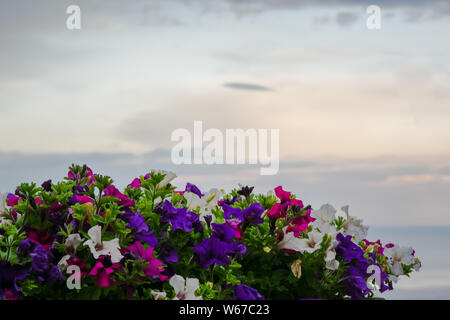 Bella la petunia dal giardino di Villa Cimbrone, villaggio di Ravello, Amalfi Coast di Italia Foto Stock